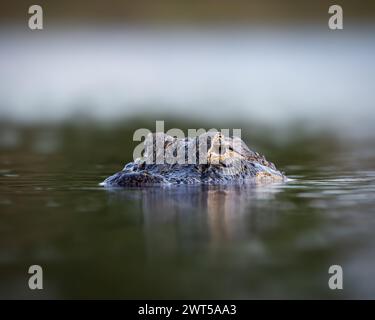 Amerikanischer Alligator – Alligator mississippiensis – schwimmend teilweise im Teich Florida, USA Stockfoto