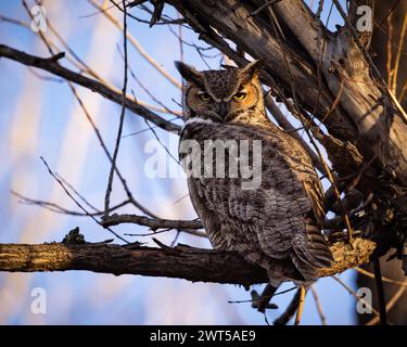 Männliche Oeule - Bubo virginianus - im Baum, der Augenkontakt in der warmen Abendsonne herstellt Stockfoto