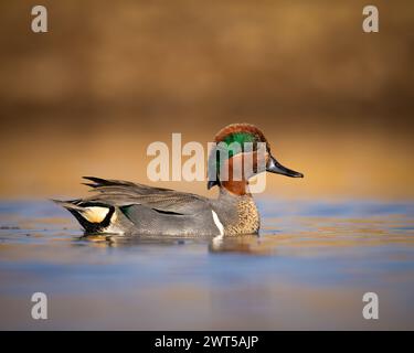 Drake Green - geflügeltes Petrol - Anas carolinensis - schwimmend auf dem Teich in der Abendsonne Stockfoto