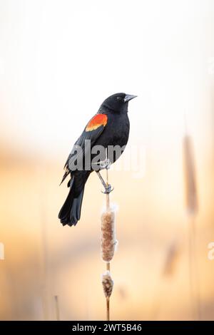 Männlicher Rotflügeliger Schwarz - agelaius phoeniceus - auf dem Katzenstängel bei Sonnenuntergang Stockfoto