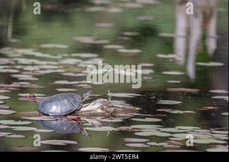 Östliche gemalte Schildkröte ruht auf einem Baumstamm in der Morgensonne mitten im Teich, umgeben von Lilienpads Stockfoto