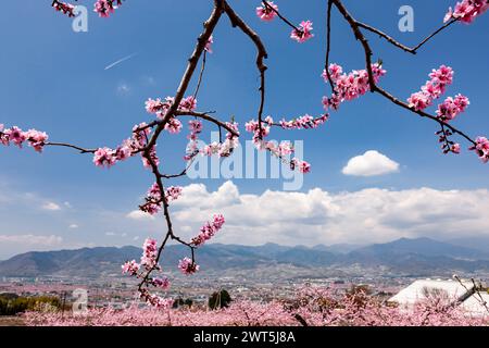 Pfirsichblüte, landwirtschaftliche Felder im Kofu-Becken, einige Tage malerische Entfernung bis zur Blüte, Fuefuki City, Yamanashi, Japan, Ostasien, Asien Stockfoto