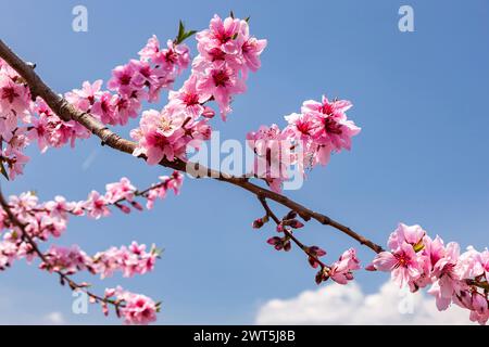 Pfirsichblüte, landwirtschaftliche Felder im Kofu-Becken, einige Tage malerische Entfernung bis zur Blüte, Fuefuki City, Yamanashi, Japan, Ostasien, Asien Stockfoto