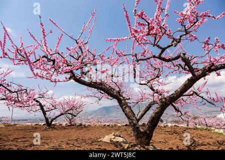 Pfirsichblüte, landwirtschaftliche Felder im Kofu-Becken, einige Tage malerische Entfernung bis zur Blüte, Fuefuki City, Yamanashi, Japan, Ostasien, Asien Stockfoto