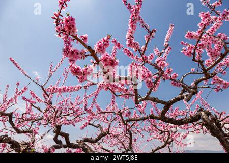 Pfirsichblüte, landwirtschaftliche Felder im Kofu-Becken, einige Tage malerische Entfernung bis zur Blüte, Fuefuki City, Yamanashi, Japan, Ostasien, Asien Stockfoto