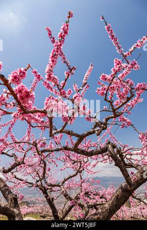 Pfirsichblüte, landwirtschaftliche Felder im Kofu-Becken, einige Tage malerische Entfernung bis zur Blüte, Fuefuki City, Yamanashi, Japan, Ostasien, Asien Stockfoto