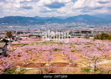 Pfirsichblüte, landwirtschaftliche Felder im Kofu-Becken, einige Tage malerische Entfernung bis zur Blüte, Fuefuki City, Yamanashi, Japan, Ostasien, Asien Stockfoto