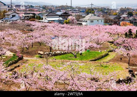 Pfirsichblüte, landwirtschaftliche Felder im Kofu-Becken, einige Tage malerische Entfernung bis zur Blüte, Fuefuki City, Yamanashi, Japan, Ostasien, Asien Stockfoto