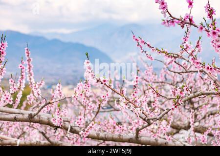 Pfirsichblüte, landwirtschaftliche Felder im Kofu-Becken, einige Tage malerische Entfernung bis zur Blüte, Fuefuki City, Yamanashi, Japan, Ostasien, Asien Stockfoto