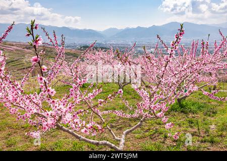 Pfirsichblüte, landwirtschaftliche Felder im Kofu-Becken, einige Tage malerische Entfernung bis zur Blüte, Yamanashi-Stadt, Yamanashi, Japan, Ostasien, Asien Stockfoto