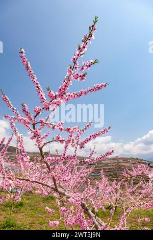 Pfirsichblüte, landwirtschaftliche Felder im Kofu-Becken, einige Tage malerische Entfernung bis zur Blüte, Yamanashi-Stadt, Yamanashi, Japan, Ostasien, Asien Stockfoto