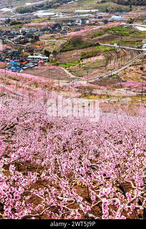 Pfirsichblüte, landwirtschaftliche Felder im Kofu-Becken, einige Tage malerische Entfernung bis zur Blüte, Yamanashi-Stadt, Yamanashi, Japan, Ostasien, Asien Stockfoto