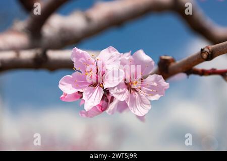 Pfirsichblüte, landwirtschaftliche Felder im Kofu-Becken, einige Tage malerische Entfernung bis zur Blüte, Yamanashi-Stadt, Yamanashi, Japan, Ostasien, Asien Stockfoto