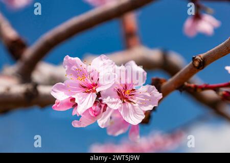 Pfirsichblüte, landwirtschaftliche Felder im Kofu-Becken, einige Tage malerische Entfernung bis zur Blüte, Yamanashi-Stadt, Yamanashi, Japan, Ostasien, Asien Stockfoto