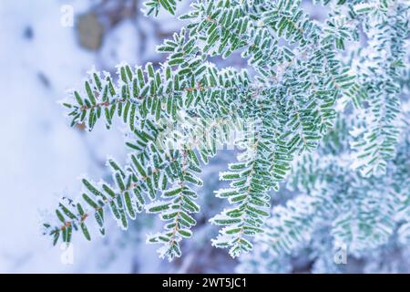 Gefrorene Blätter, Bäume, Äste, Trekking des Mt. Mitsutouge (1785 m), Fujikawaguchiko-cho, Yamanashi, Japan, Ostasien, Asien Stockfoto