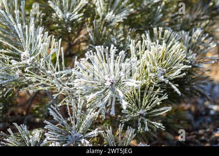 Gefrorene Blätter, Bäume, Äste, Trekking des Mt. Mitsutouge (1785 m), Fujikawaguchiko-cho, Yamanashi, Japan, Ostasien, Asien Stockfoto