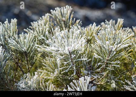 Gefrorene Blätter, Bäume, Äste, Trekking des Mt. Mitsutouge (1785 m), Fujikawaguchiko-cho, Yamanashi, Japan, Ostasien, Asien Stockfoto