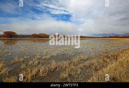 Panorama in Bosque del Apache, New Mexico Stockfoto