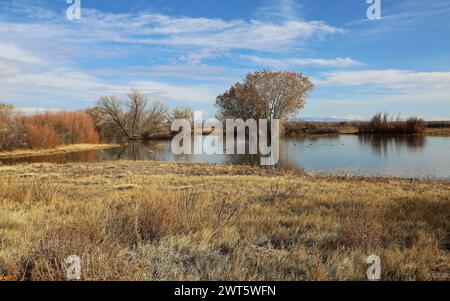 Idyllische Landschaft in Bosque del Apache, New Mexico Stockfoto