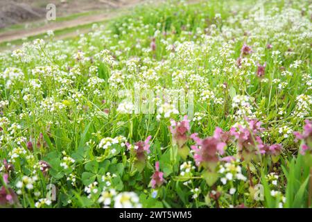 Blumen aus der Hirtenbörse. Capsella bursa-pastoris ist bekannt für seine dreieckigen flachen Früchte, die wie eine Handtasche aussehen, und ist eine kleine jährliche und ruderale Blüte Stockfoto