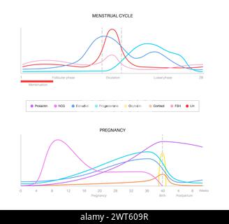 Hormone während des Menstruationszyklus und der Schwangerschaft, Illustration. Stockfoto