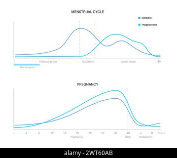 Hormone während des Menstruationszyklus und der Schwangerschaft, Illustration. Stockfoto