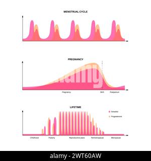 Hormone während des Menstruationszyklus und der Schwangerschaft, Illustration. Stockfoto