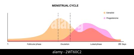 Hormone während des Menstruationszyklus und der Schwangerschaft, Illustration. Stockfoto