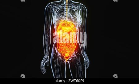 Weibliche Bauch- und Beckenorgane, Illustration. Stockfoto