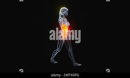 Weibliche Bauch- und Beckenorgane, Illustration. Stockfoto