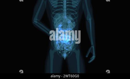 Weibliche Bauch- und Beckenorgane, Illustration. Stockfoto