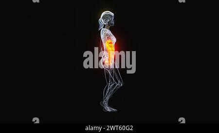 Weibliche Bauch- und Beckenorgane, Illustration. Stockfoto