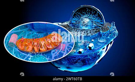 Illustration einer tierischen Zelle mit Einlage eines Mitochondriums (braun). Mitochondrien sind Organellen, die Energie für eine Zelle produzieren. Stockfoto