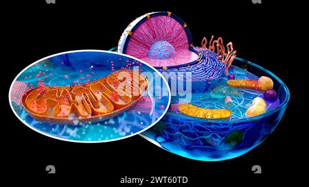 Illustration einer tierischen Zelle mit Einlage eines Mitochondriums (braun). Mitochondrien sind Organellen, die Energie für eine Zelle produzieren. Stockfoto