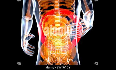 Weibliche Bauch- und Beckenorgane, konzeptuelle Illustration. Stockfoto