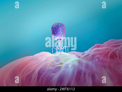 Darstellung eines Escherichia-Virus-T4-Bakteriophagen an einem E. coli-Bakterium. Der Bakteriophage, oder Phage, infiziert und repliziert innerhalb von Bakterien und kann für die Phagentherapie verwendet werden. Stockfoto