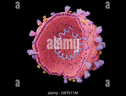 Abbildung eines Coronavirus mit der RNA (Ribonukleinsäure) innen und Proteinen auf der Oberfläche. Stockfoto