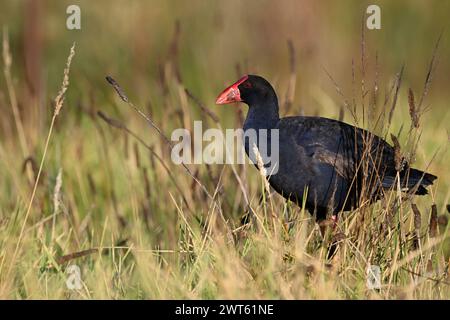 Violette Sumpfvögel oder Pukeko, leicht in einem grasbewachsenen Gebiet, teilweise verdeckt durch das lange Gras Stockfoto