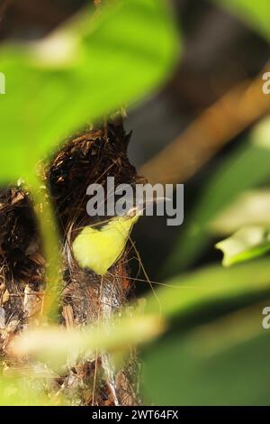 Niedlicher und juveniler violetter sonnenvogel (Leptocoma zeylonica) im Nest, Sommersaison im tropischen indischen Wald Stockfoto