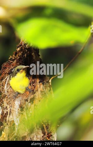 Niedlicher und juveniler violetter sonnenvogel (Leptocoma zeylonica) im Nest, Sommersaison im tropischen indischen Wald Stockfoto