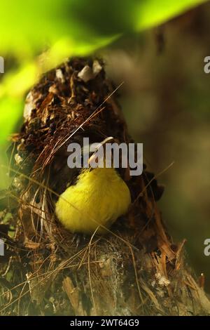 Niedlicher und juveniler violetter sonnenvogel (Leptocoma zeylonica) im Nest, Sommersaison im tropischen indischen Wald Stockfoto