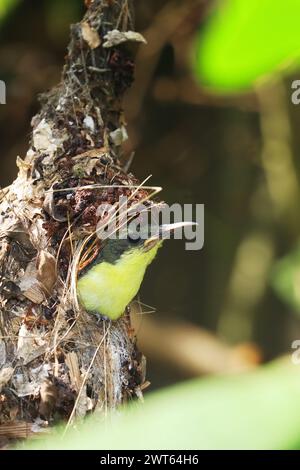 Niedlicher und juveniler violetter sonnenvogel (Leptocoma zeylonica) im Nest, Sommersaison im tropischen indischen Wald Stockfoto