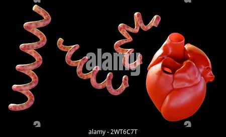 3D-Rendering der kardiovaskulären Syphilis bezieht sich auf die Infektion des Herzens und der damit verbundenen Blutgefäße durch die Syphilis-Bakterien Stockfoto