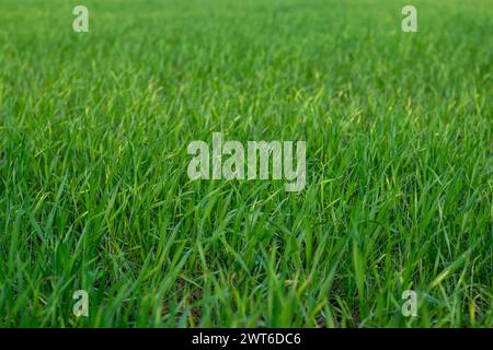 Weizen ist ein Gras, das für sein Saatgut weit angebaut wird, ein Getreidekorn, das weltweit ein Grundnahrungsmittel ist. Weizen ist sehr nahrhaft und kann als Soo eingeführt werden Stockfoto