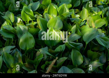 Die Blätter sind fleischig und glänzend grün und entstehen in einem kreisförmigen Muster aus der Basis der Pflanze. Die Stangen der Luftblätter sind wie Luftzellen geschwollen Stockfoto