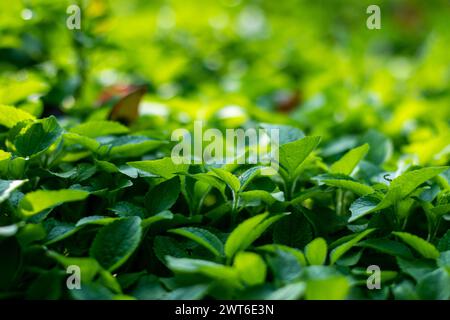 Natürliches Muster oder Hintergrund von Ageratum houstonianum oder Blautink-Nahaufnahme von wilden Grasblättern. Ageratum houstonianum, allgemein bekannt als Seidenblüte, Stockfoto