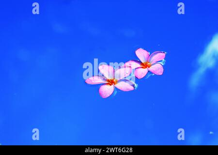 Zwei rosafarbene Plumeria-Blüten (Plumeria rubra), die im Poolwasser vor einem klaren blauen Himmel schweben, Kisima Ngeda, Mangola, Tansania Stockfoto