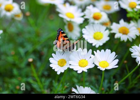 Ein orange-schwarzer Schmetterling, kleiner Fuchs (Aglais urticae), sitzt auf bluehenden weissen Margeriten (Leucanthemum), Bonn, Deutschland Stockfoto