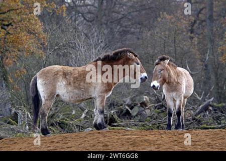 Przewalskis Pferd, przewalskis Pferd (Equus ferus przewalskii) Österreich Stockfoto