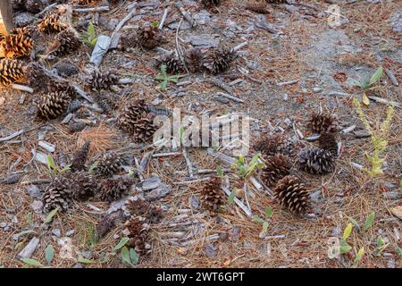 Tannenzapfensamen liegen stetig auf dem Waldboden voller umgestürzter Äste und Rinden Stockfoto